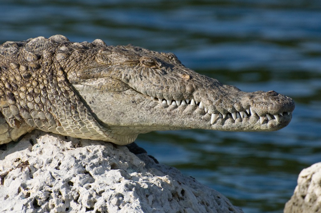 Biscayne_American_Crocodile_NPS1